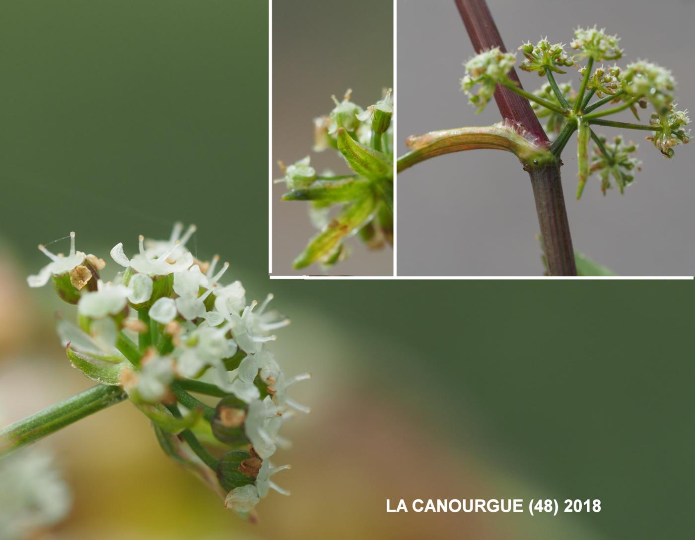 Water-cress, Fools flower